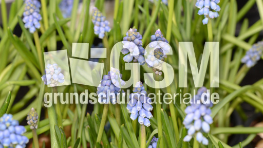 Trauben-Hyazinthe (3).jpg